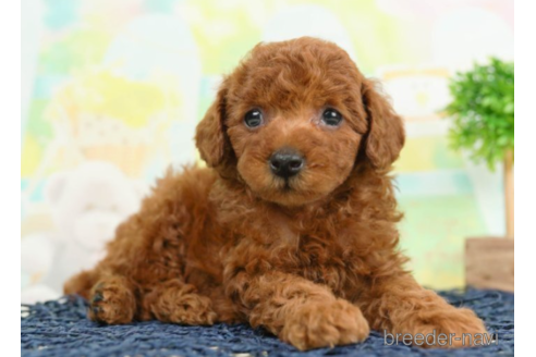 成約済の千葉県のトイプードル-226745の4枚目